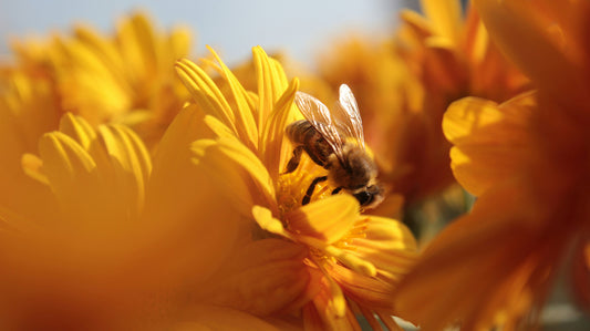 Sustainable Honey